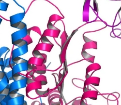 Generic protein structure