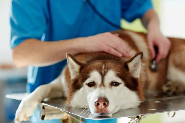 Dog on examining table and a medical professional examining him with a stethoscope